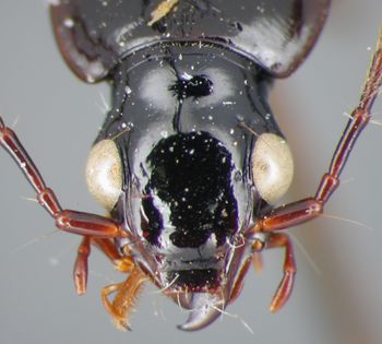 Media type: image;   Entomology 33020 Aspect: head dorsal view
